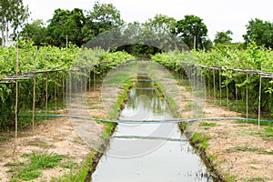 Jujube garden