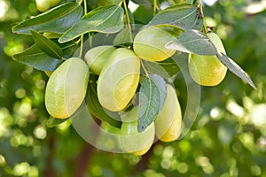 Jujube jojoba plant tree