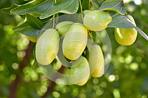 Jujube jojoba plant tree