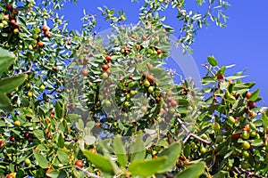 Jujube in the process. Exotic fruit. Chinese date. Fruits and leaves of jujube on the tree branches