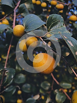 Jujube, ripen jujube, is also known as boroi