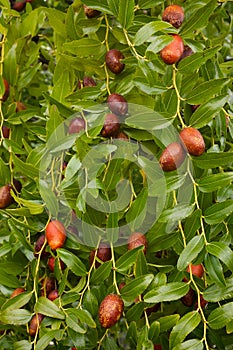 Jujube tree