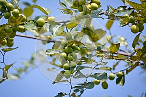 Jujube tree.