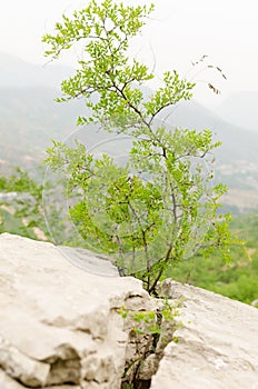 The jujube tree grows in crevices