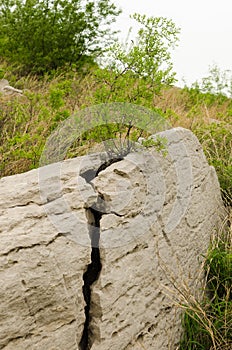 The jujube tree grows in crevices