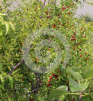 Jujube tree with many ripe fruits