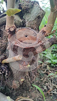 jujube tree propagation