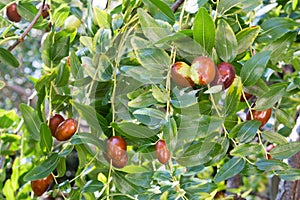 Jujube tree with ripe fruits