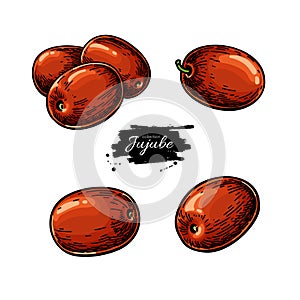 Jujube vector drawing. Chinese Date isolated illustration. Hand drawn botanical berries.