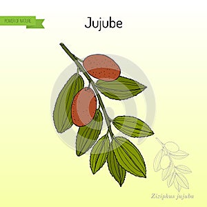 Jujube Ziziphus jujuba , or red date, medicinal plant