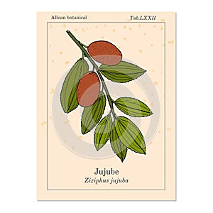 Jujube Ziziphus jujuba , or red date, medicinal plant