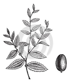 Jujube or Ziziphus jujuba vintage engraving