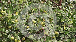 Jujube or ziziphus mauritiana fruit on the jujube tree in Rajasthan