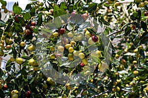 Jujube  Ziziphus  on tree