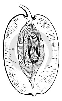 Jujube or Ziziphus zizyphus, vintage engraving