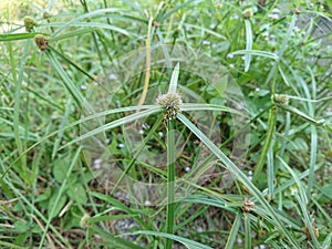 jukut pendul grass (Kyllinga brevifolia) green in the morning