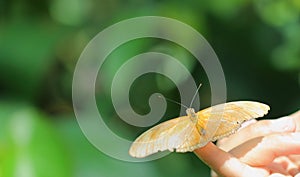 Julia Butterfly (Dryas iulia) photo