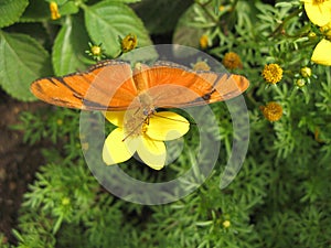 Julia Butterfly (Dryas Iulia) photo