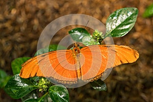 Julia butterfly - Dryas iulia, beautiful orange brushfoot butterfly