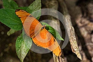 Julia butterfly - Dryas iulia, beautiful orange brushfoot butterfly