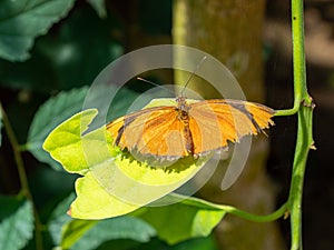 Julia butterfly dryas iulia perched on a leaf