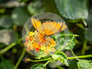 Julia butterfly dryas iulia taking nectar from a flower