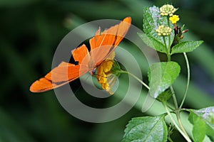 Julia Butterfly Feeding
