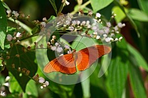 Julia butterfly on flower in rainforest. photo