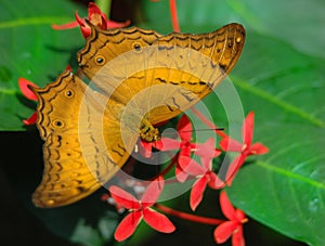 Julia Butterfly and flowers