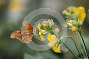 Julia butterfly lepidoptra nymphalidae butterfly on vibrant yell