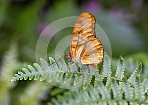 Julia butterfly perched on a leaf at the Butterfly House of the Forth Worth Botanical Gardens.