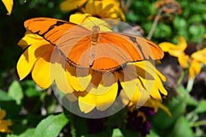 Julia Butterfly on the sunflower