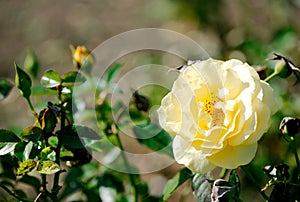 Julia Child floribunda rose blooming in full sun
