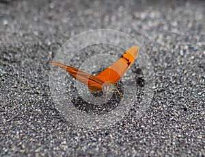 Julia Heliconian - Dryas Iulia - The Flame - Flambeau - Close Up