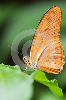 Julia Heliconian Dryas iulia