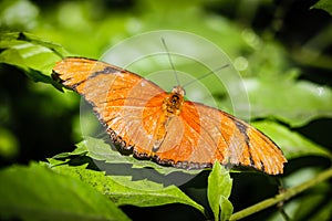 Julia Heliconian Dryas Julia