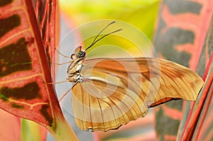 Julia Longwing Butterfly