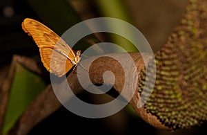 Julia Longwing Butterfly