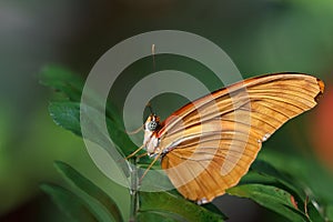 Julia Longwing Butterfly