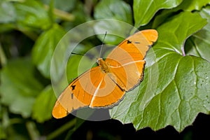 Julia Longwing Butterfly (Dryas iulia)