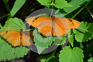 Julia Longwing Butterfly