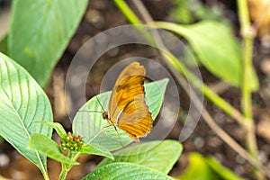 Julia Longwing butterfly in summer garden