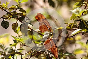 Julia Longwing butterfly, â€ŽDryas iulia