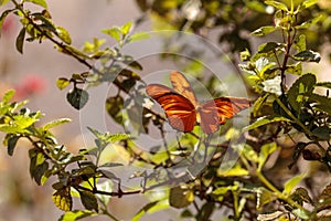 Julia Longwing butterfly, â€ŽDryas iulia