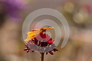 Julia Longwing butterfly, â€ŽDryas iulia