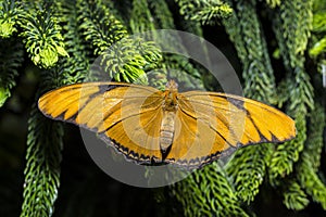 Julia Longwing (Dryas iulia) Butterfly