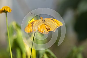 Julia Longwing Orange Butterfly