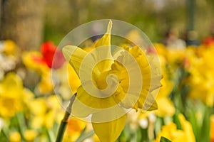 Julianadorp, Nederland, April 2022. Close up van verschillende bloeiende bloemen.