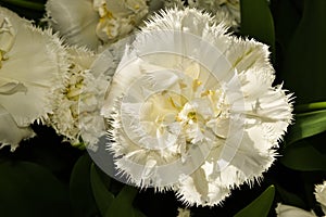 Julianadorp, Nederland, April 2022. Close up van verschillende bloeiende bloemen.