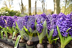 Julianadorp, Nederland, April 2022. Close up van verschillende bloeiende bloemen.